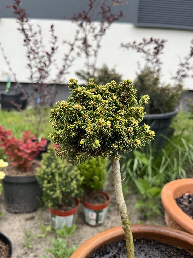 Picea abies ‘Wichtel’