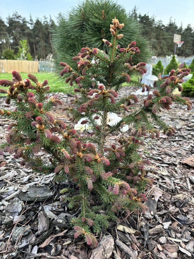 Picea Abies Rydal