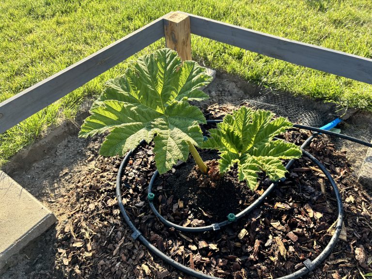 Gunnera Manicata Wiosna 2024