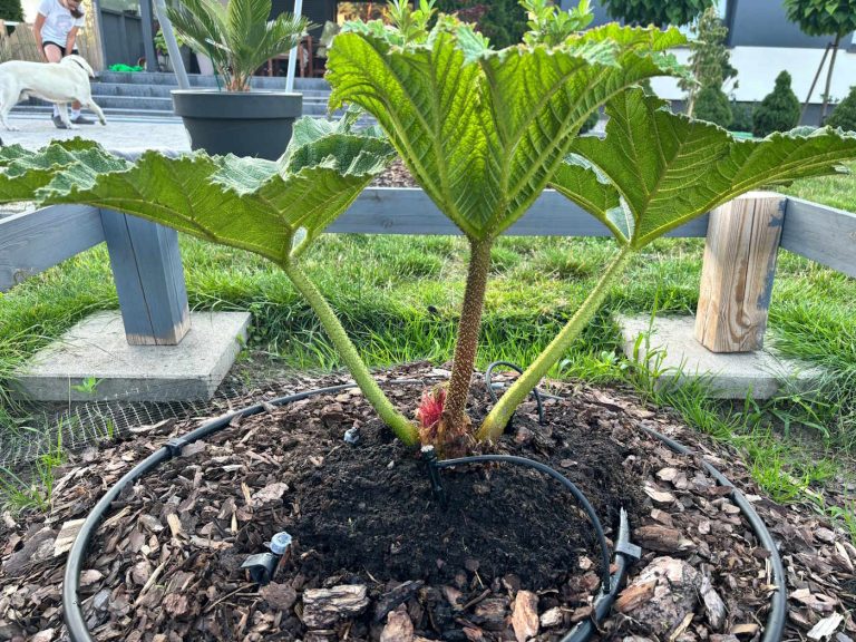 GUNNERA MANICATA