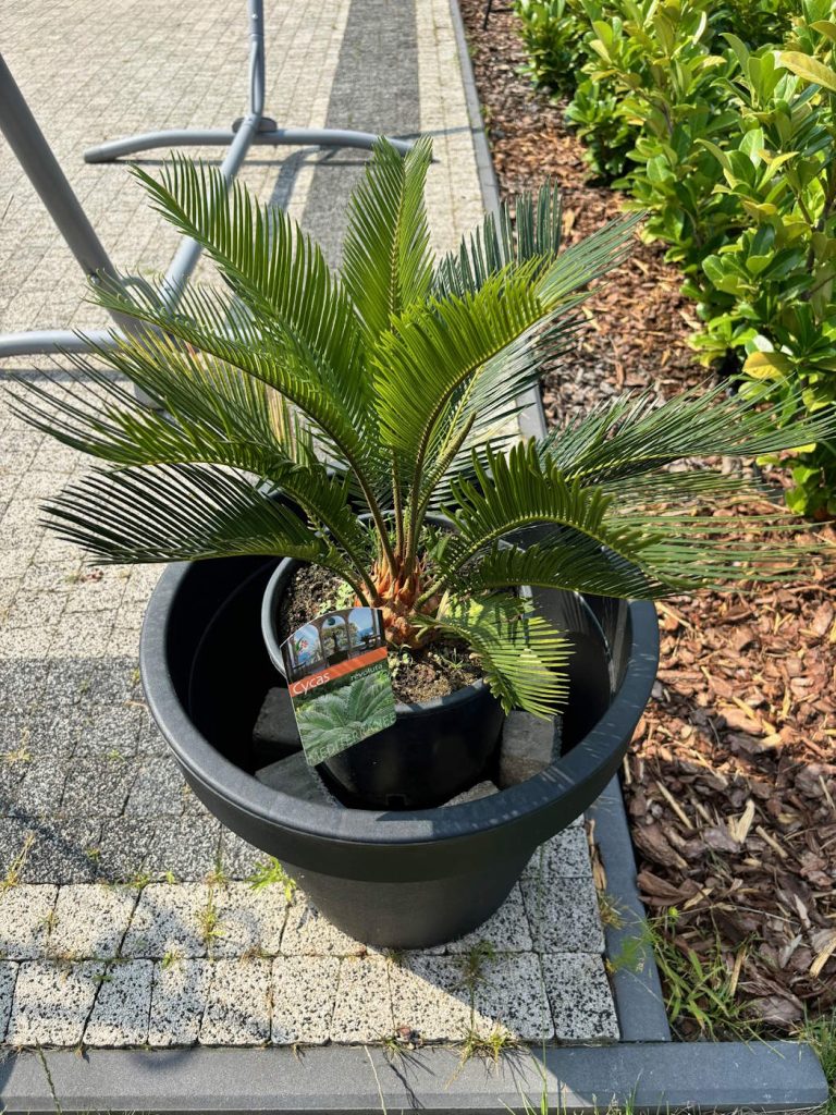 Cycas revoluta